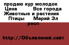 продаю кур молодок. › Цена ­ 320 - Все города Животные и растения » Птицы   . Марий Эл респ.